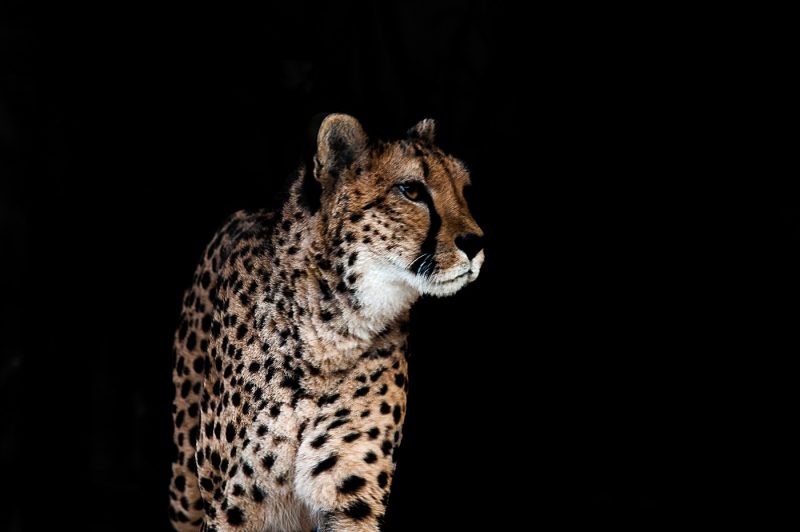 animals, cheetah, Vienna