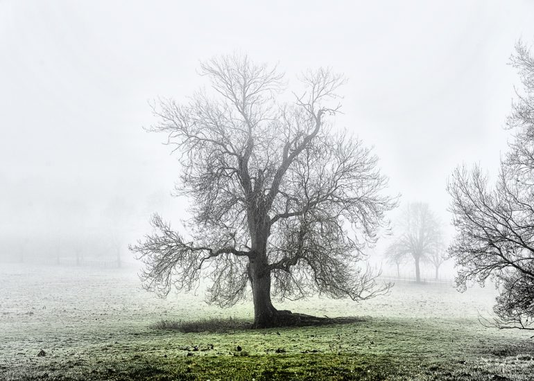 Tree, Appleton, Norfolk