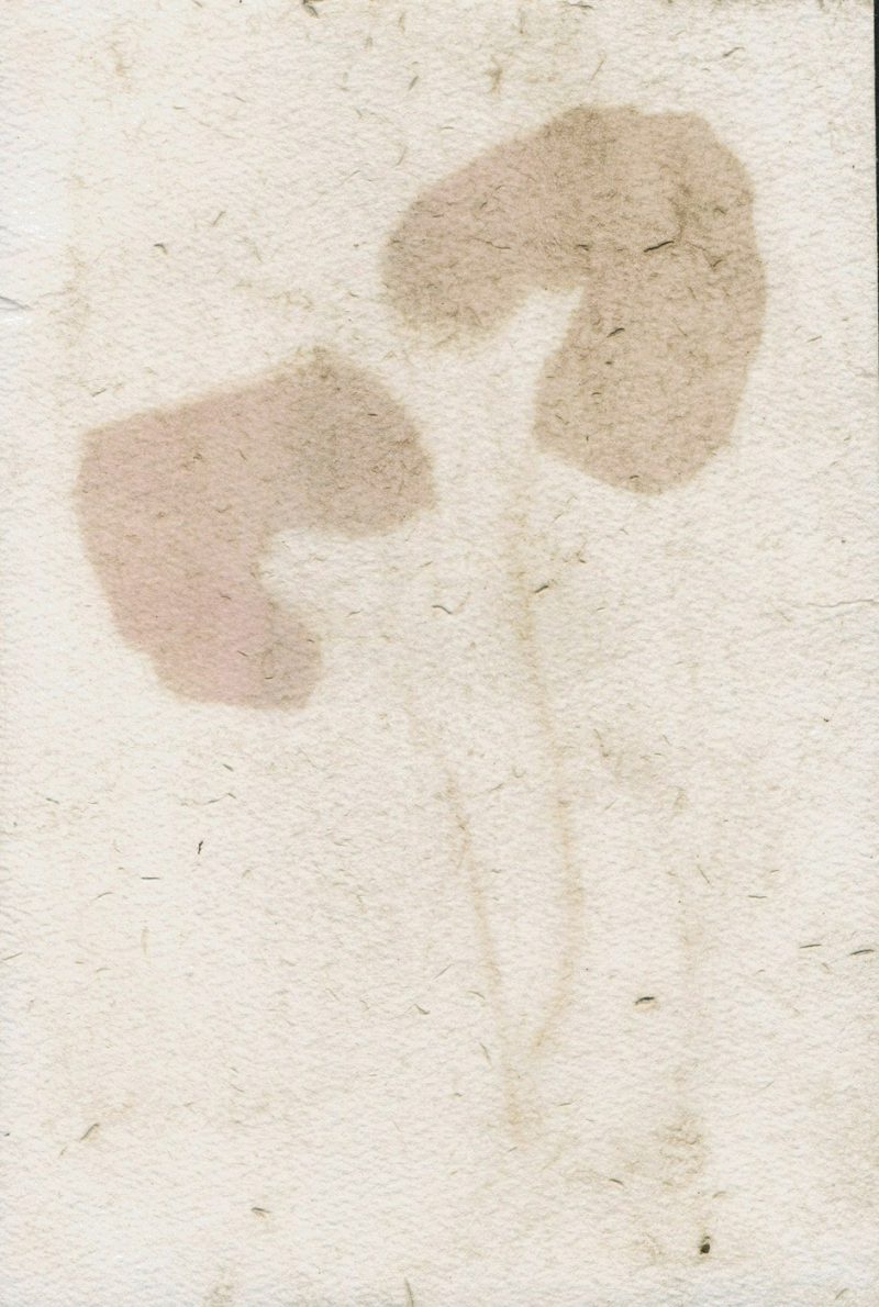 experimental photography, anthptype