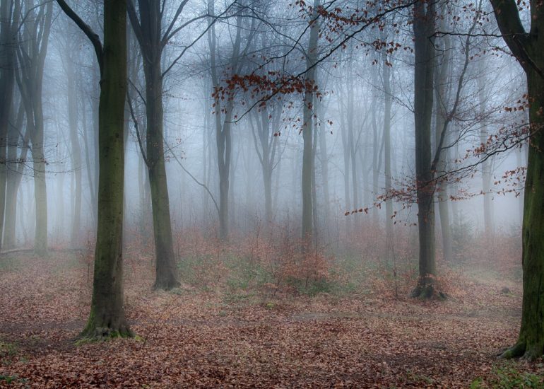 Trees Blickling Woods, Norfolk