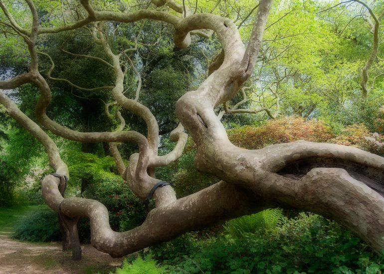 tree, Exbury Gardens