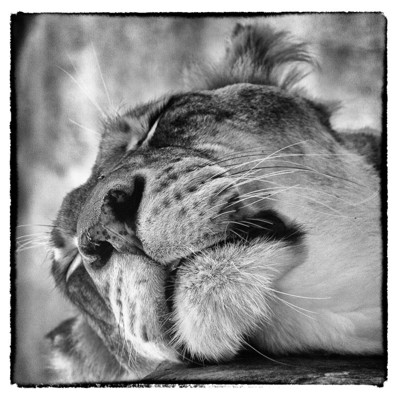 sleeping lioness