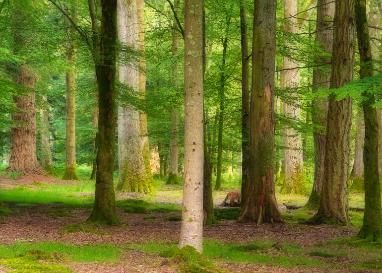 Trees, New Forest Hampshire