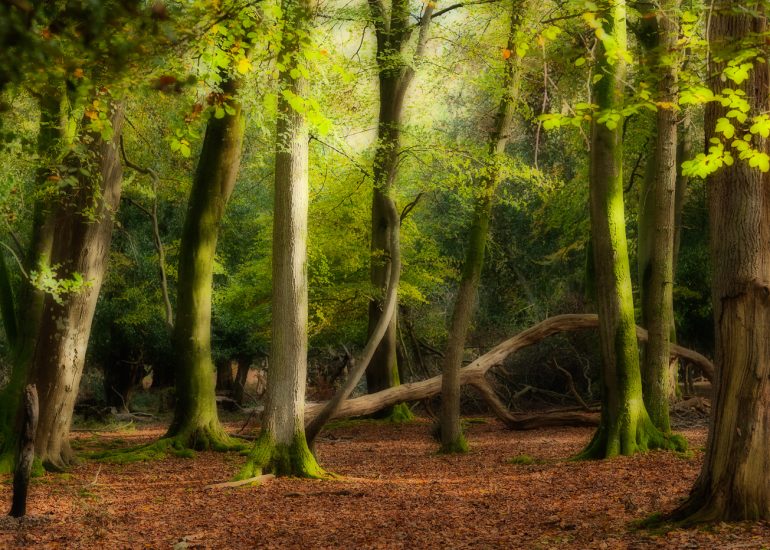 trees, New Forest, Hampshire