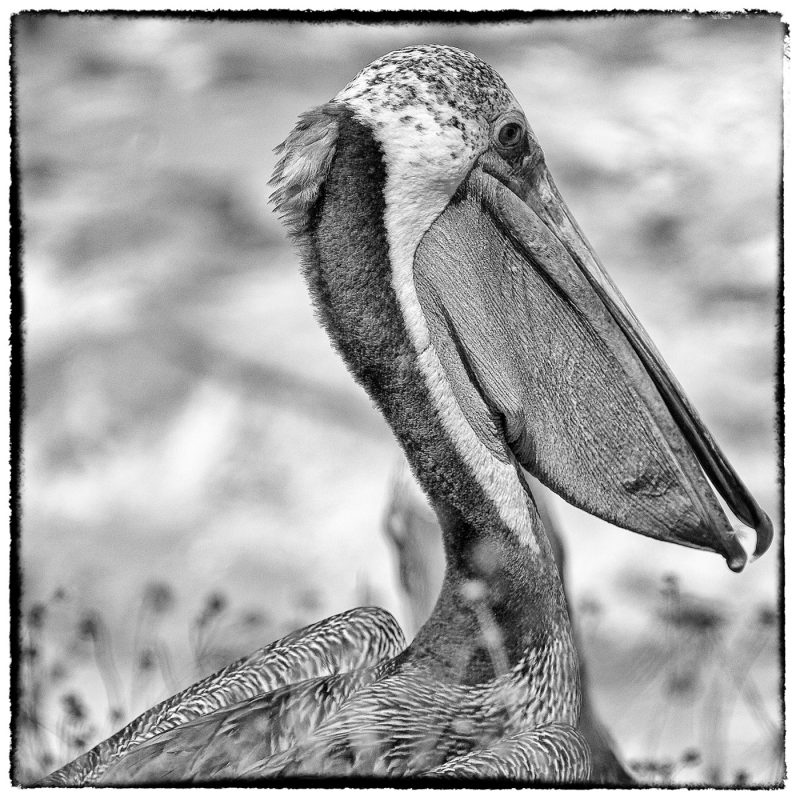 Pelican, la Jolla, California