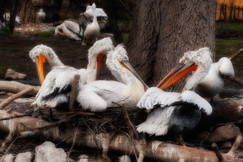Pelicans Vienna Zoo
