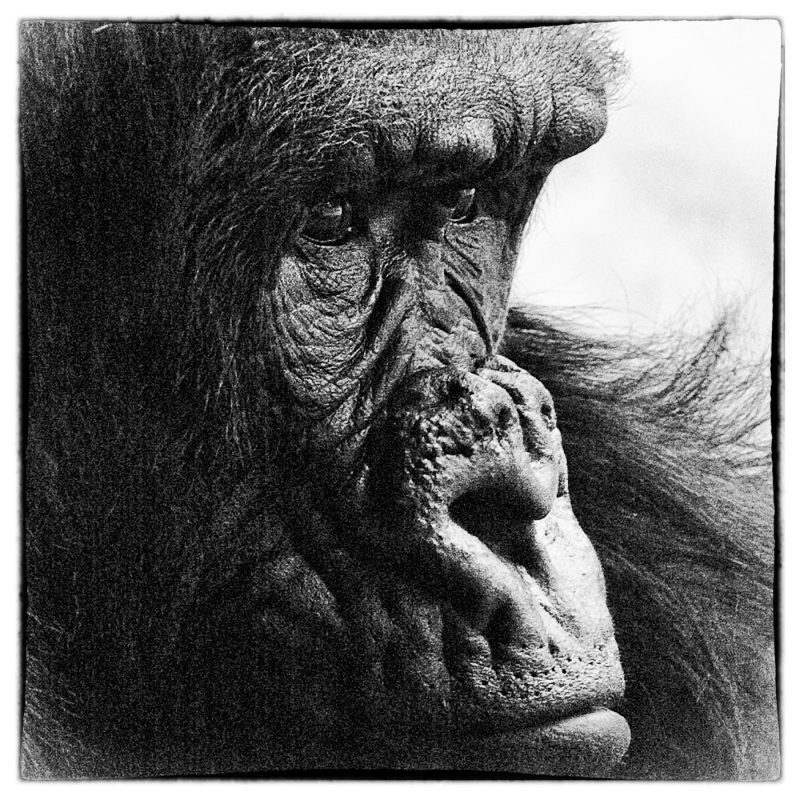 Silverback Gorilla, San Diego