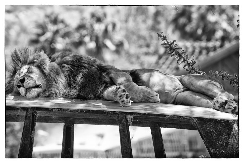 Sleeping Lion
