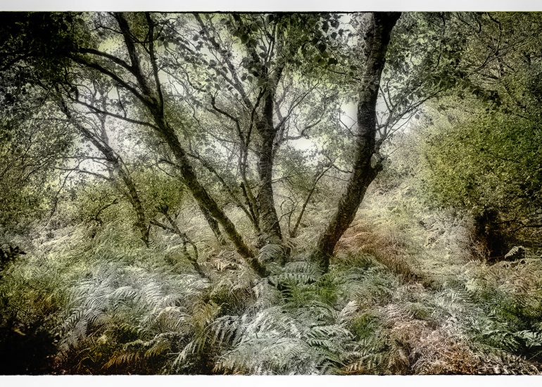 trees, Studland Heath, Dorset