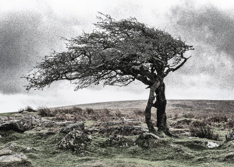 Tree, Dartmoor