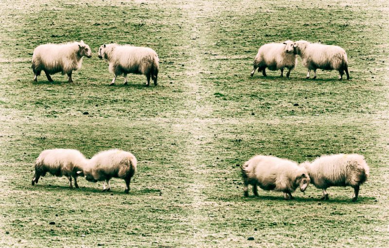 Welsh sheep fighting