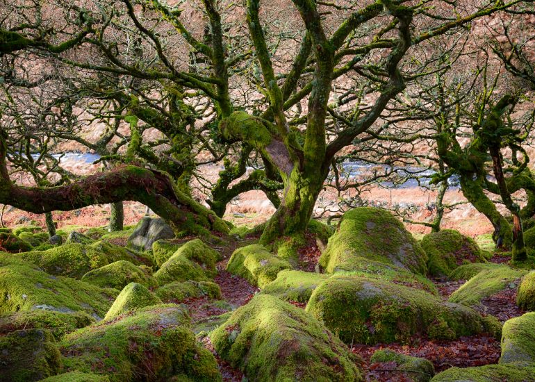trees Wistman's Wood, Dartmoor