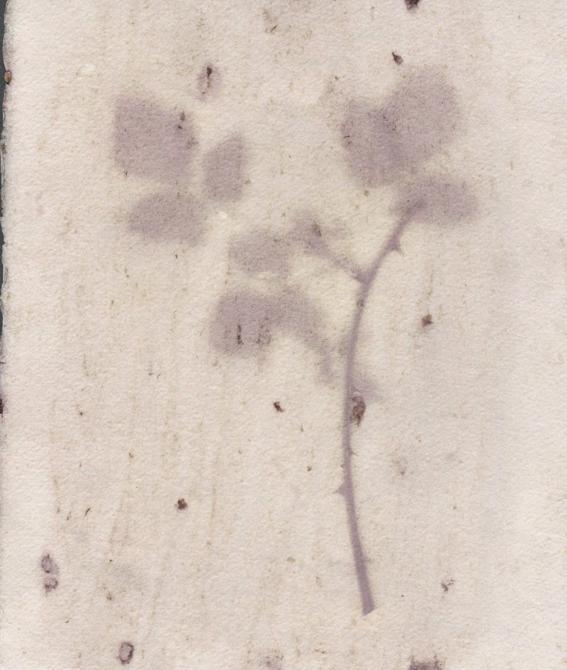 experimental photography, anthotype