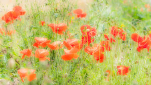 Poppies, near Wimborne, Dorset