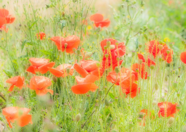 Poppies, near Wimborne, Dorset