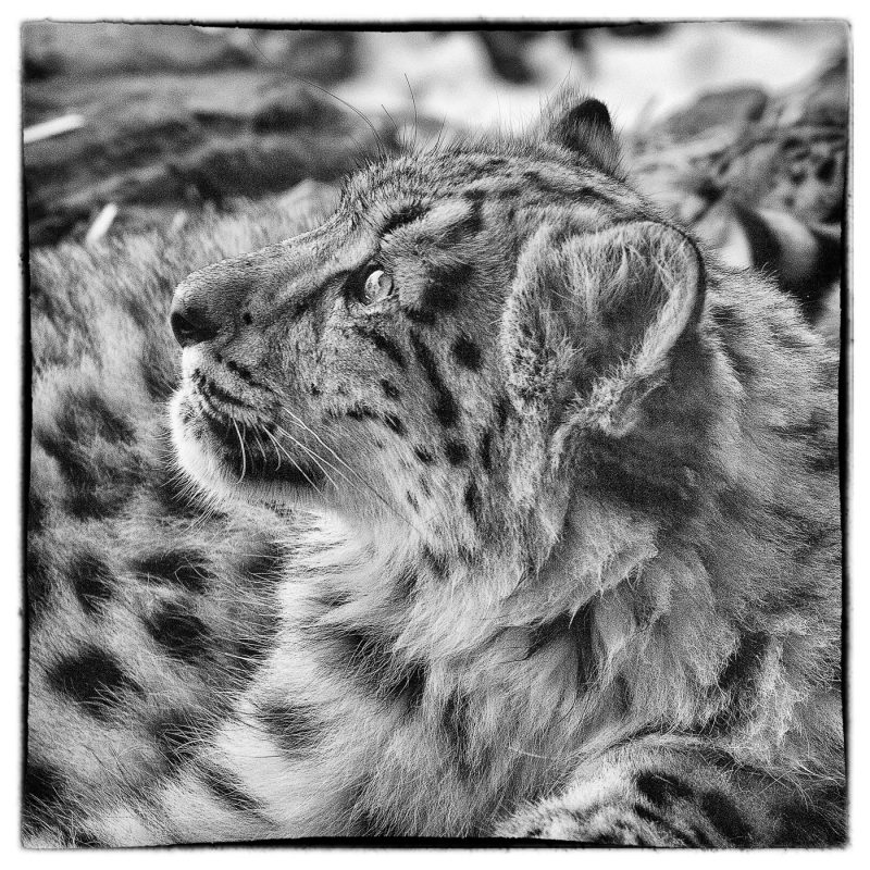 snow leopard cub, New Yok zoo