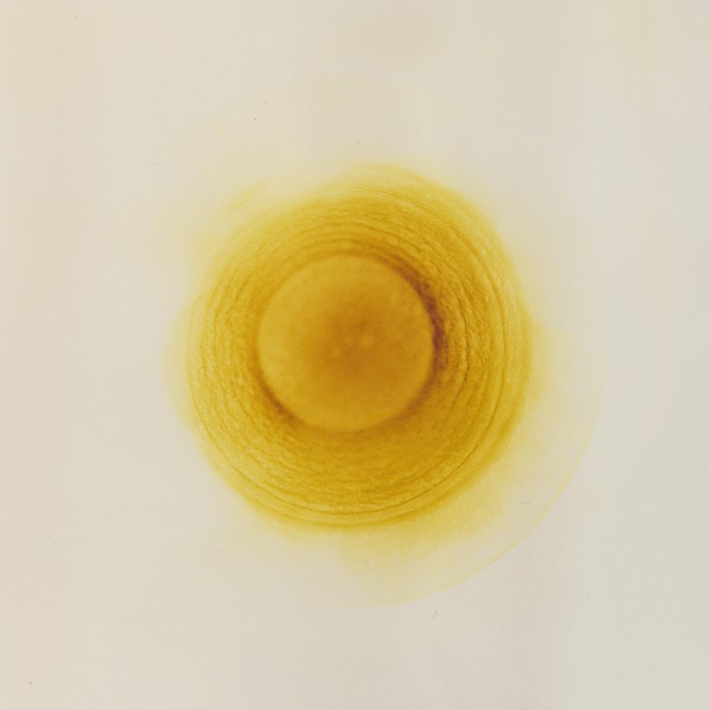 Experimental Photography, photogram