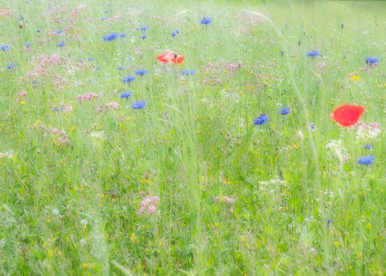 Meadow, Chatsworth House