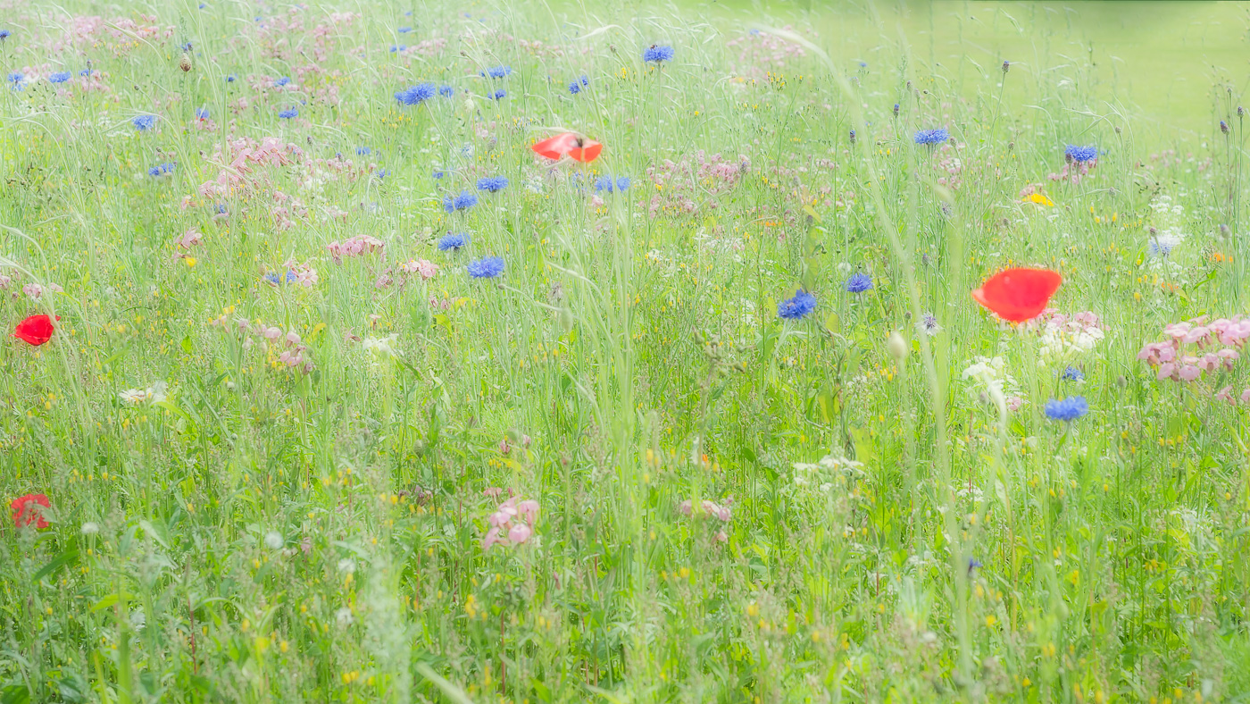 Meadow, Chatsworth House