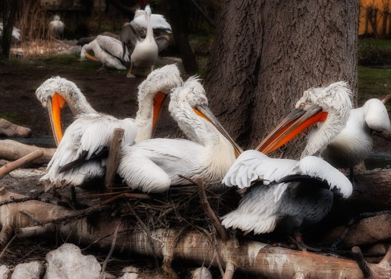 pelicans, birds, animals