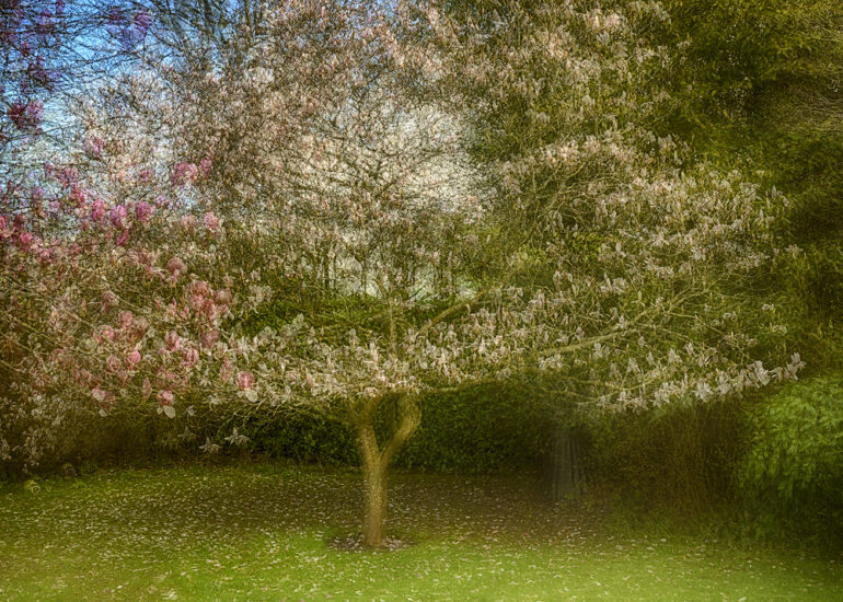 landscape, tree, garden, magnolia